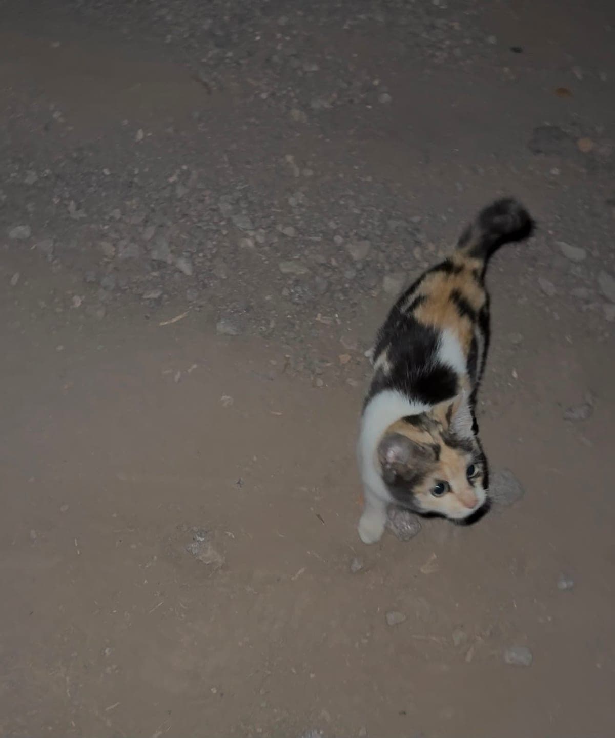 A small orange, black, and white calico kitten standing on a dirt lane at night, looking up at the camera