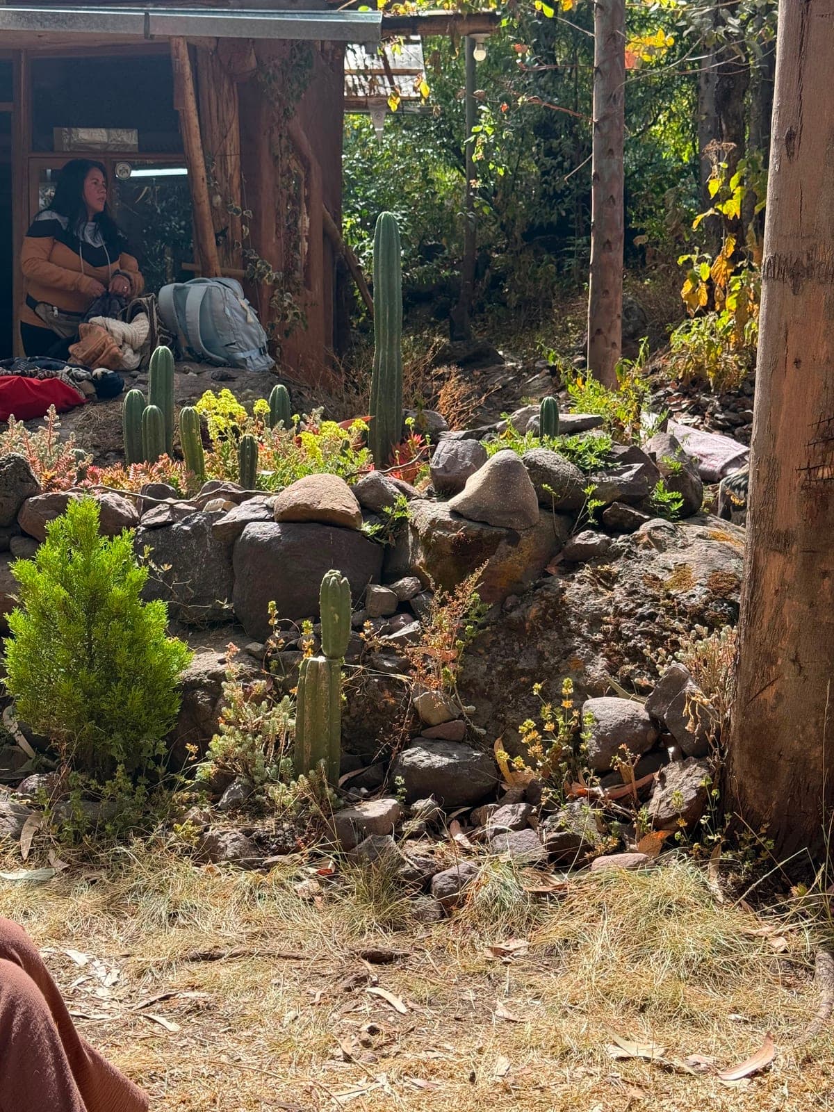 A terraced garden of San Pedro cacti and stones beside a wooden cabin, a person resting in the doorway with a dog