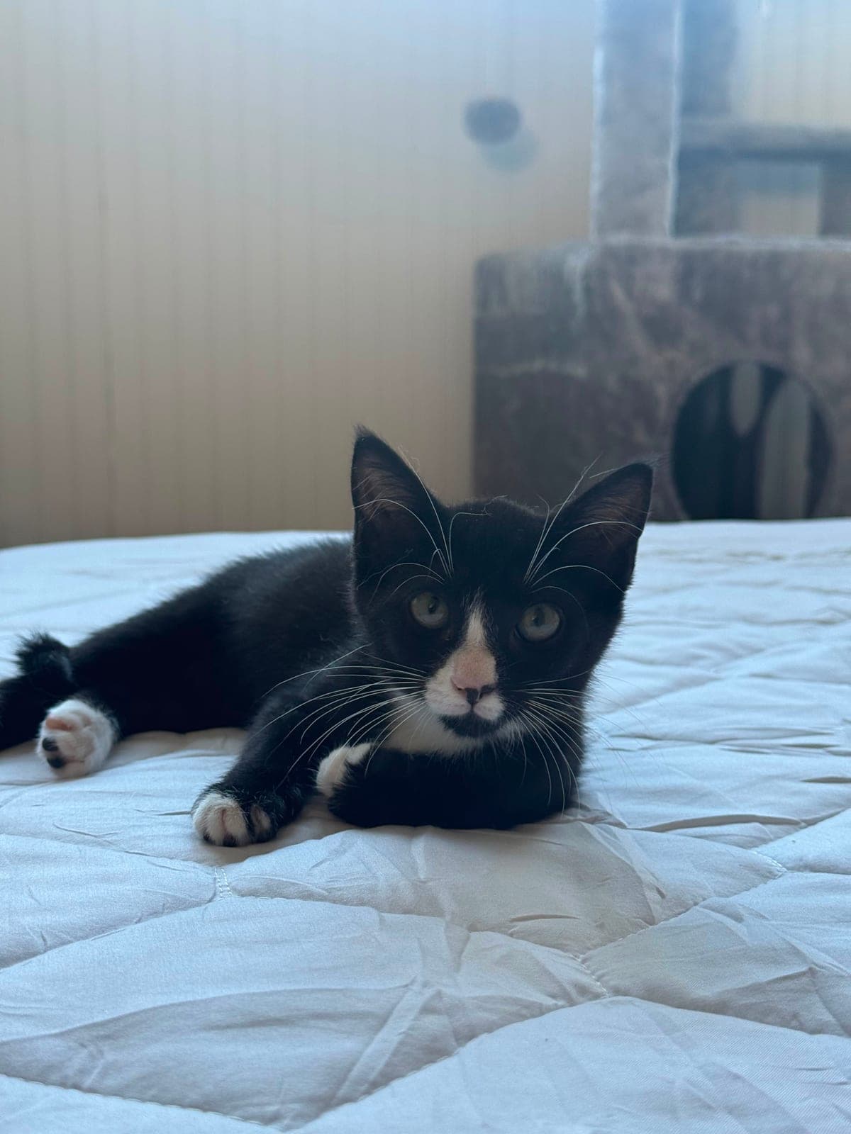 A small black-and-white tuxedo kitten lying on a bed, looking directly at the camera