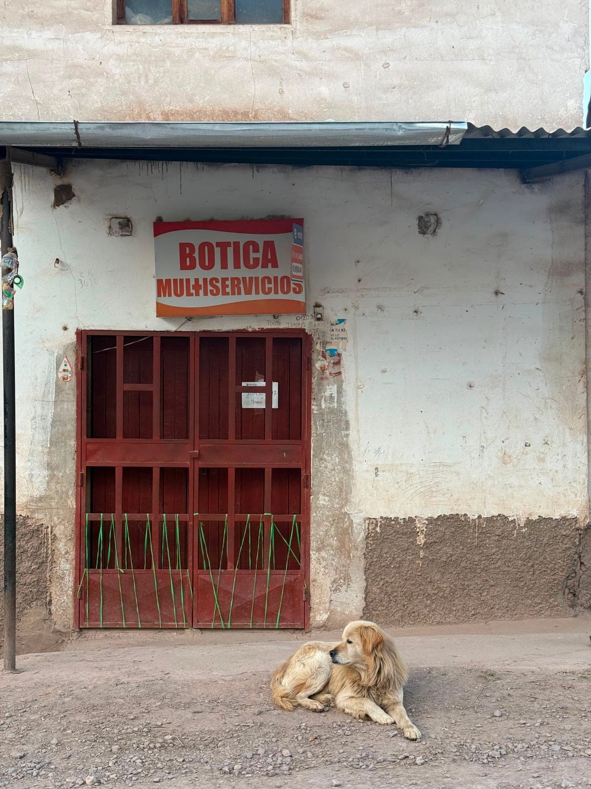 A golden dog lying in the dirt in front of a village pharmacy in Calca