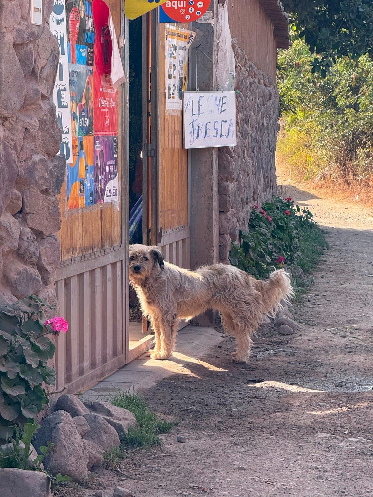 A scruffy dog standing in the doorway of a village shop beside a hand-lettered ‘Leche Fresca’ sign on a dirt lane
